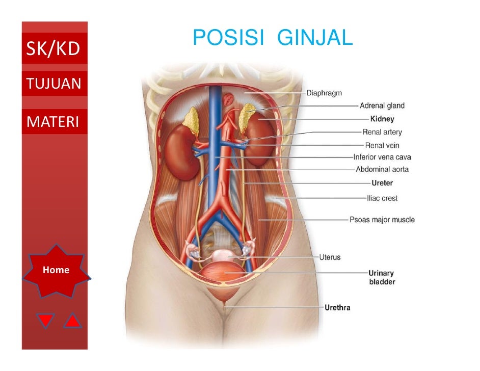Sistem ekskresi oleh ismail Sistem ekskresi oleh ismail