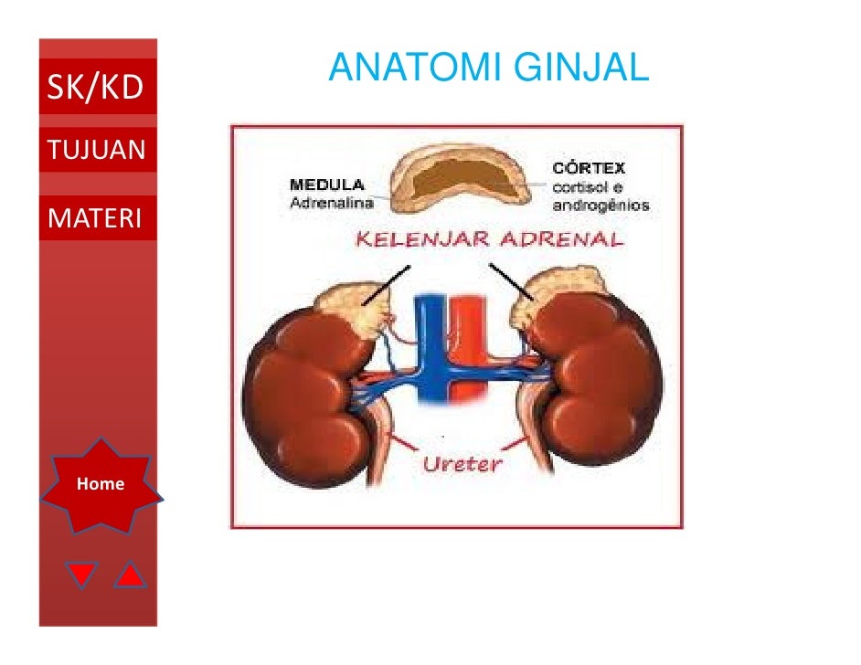 Sistem ekskresi oleh ismail Sistem ekskresi oleh ismail