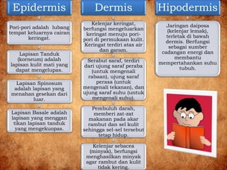 Epidermis
Pori-pori adalah lubang
tempat keluarnya cairan
keringat.
Lapisan Tanduk
(korneum) adalah
lapisan kulit mati yang
dapat mengelupas.
Lapisan Spinosum
adalah lapisan yang
menahan gesekan dari
luar.
Lapisan Basale adalah
lapisan yang menggan
tikan lapisan tanduk
yang mengekuopas.
Dermis
Kelenjar keringat,
berfungsi mengeluarkan
keringat menuju pori-
pori di permukaan kulit.
Keringat terdiri atas air
dan garam.
Serabut saraf, terdiri
dari ujung saraf peraba
(untuk mengenali
rabaan), ujung saraf
perasa (untuk
mengenali tekanan), dan
ujung saraf suhu (untuk
mengenali suhu).
Pembuluh darah,
memberi zat-zat
makanan pada akar
rambut dan sel kulit
sehingga sel-sel tersebut
tetap hidup.
Kelenjar sebacea
(minyak), berfungsi
menghasilkan minyak
agar rambut dan kulit
tidak kering.
Hipodermis
Jaringan daiposa
(kelenjar lemak),
terletak di bawah
dermis. Berfungsi
sebagai sumber
cadangan energi dan
membantu
mempertahankan suhu
tubuh.
 