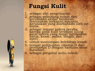 Fungsi Kulit
1. sebagai alat pengeluaran.
2. sebagai pelindung tubuh dari
kerusakan akibat benturan
(kerusakan mekanis) maupun
kerusakan yang disebabkan oleh zat
kimia.
3. sebagai tempat indera peraba,
karena pada kulit terdapat ujung
saraf indera yang dapat merasakan
halus, kasar, panas, dingin, dan
nyeri.
4. untuk menyimpan kelebihan lemak.
5. tempat pembuatan vitamin D dari
provitamin D dengan bantuan sinar
matahari.
6. sebagai pengatur suhu tubuh.
 