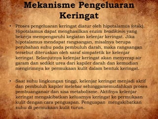 Mekanisme Pengeluaran
Keringat
• Proses pengeluaran keringat diatur oleh hipotalamus (otak).
Hipotalamus dapat menghasilkan enzim bradikinin yang
bekerja mempengaruhi kegiatan kelenjar keringat. Jika
hipotalamus mendapat rangsangan, misalnya berupa
perubahan suhu pada pembuluh darah, maka rangsangan
tersebut diteruskan oleh saraf simpatetik ke kelenjar
keringat. Selanjutnya kelenjar keringat akan menyerap air
garam dan sedikit urea dari kapiler darah dan kemudian
mengirimnya ke permukaan kulit dalam bentuk keringat.
• Saat suhu lingkungan tinggi, kelenjar keringat menjadi aktif
dan pembuluh kapiler melebar sehinggamemudahkan proses
pembuanganair dan sisa metabolisme. Aktifnya kelenjar
keringat mengakibatkan keluarnya keringat ke permukaan
kulit dengan cara penguapan. Penguapan mengakibatkan
suhu di permukaan kulit turun.
 
