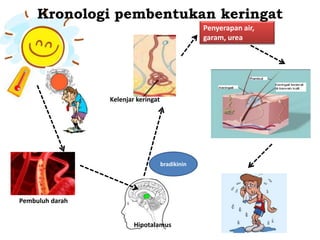 Kelenjar keringat
Hipotalamus
bradikinin
Penyerapan air,
garam, urea
Pembuluh darah
Kronologi pembentukan keringat
 