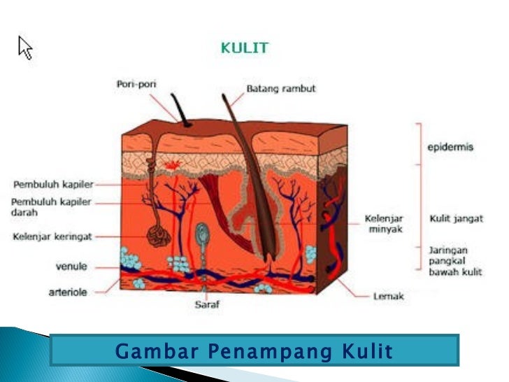 Sistem Ekskresi Pada Manusia