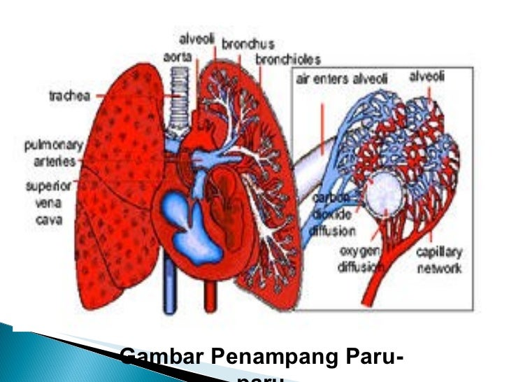 Sistem Ekskresi Pada Manusia