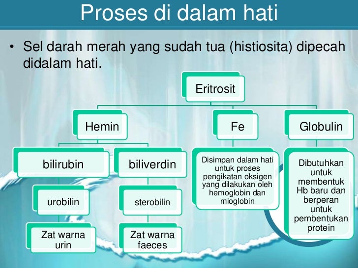 Sistem Ekskresi Pada Manusia
