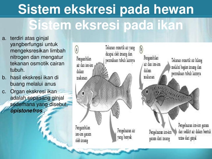 Terkini 26 Perbedaan Alat Ekskresi Pada Hewan  