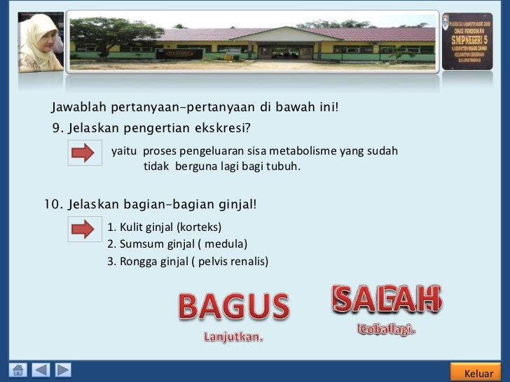 Sistem Ekskresi Pada Manusia Ppt Sistem Ekskresi Pada Manusia Ppt