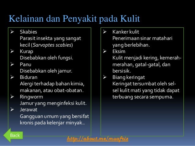 Sistem Ekskresi Pada Manusia