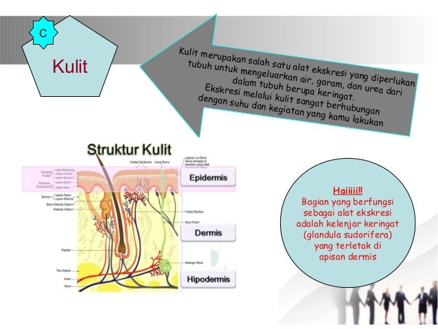 Jelaskan Struktur Pada Kulit Yang Berfungsi