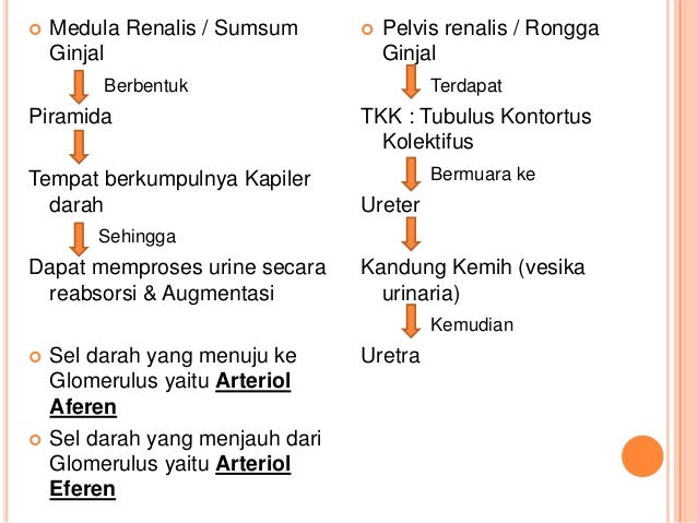 Sistem ekskresi pada manusia (ginjal)