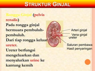 STRUKTUR GINJAL
Arteri ginjal
Vena ginjal
ureter
Saluran pembawa
Hasil penyaringan
Rongga Ginjal (pelvis
renalis)
Pada rongga ginjal
bermuara pembuluh-
pembuluh.
Dari tiap rongga keluar
ureter.
Ureter berfungsi
mengeluarkan dan
menyalurkan urine ke
kantung kemih
 