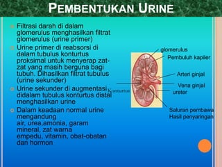 PEMBENTUKAN URINE
 Filtrasi darah di dalam
glomerulus menghasilkan filtrat
glomerulus (urine primer)
 Urine primer di reabsorsi di
dalam tubulus konturtus
proksimal untuk menyerap zat-
zat yang masih berguna bagi
tubuh. Dihasilkan filtrat tubulus
(urine sekunder)
 Urine sekunder di augmentasi
didalam tubulus konturtus distal
menghasilkan urine
 Dalam keadaan normal urine
mengandung
air, urea,amonia, garam
mineral, zat warna
empedu, vitamin, obat-obatan
dan hormon
glomerulus
Pembuluh kapiler
Arteri ginjal
Vena ginjal
ureter
Saluran pembawa
Hasil penyaringan
Konturtus
 
