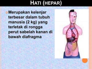 HATI (HEPAR)
Merupakan kelenjar
terbesar dalam tubuh
manusia (2 kg) yang
terletak di rongga
perut sabelah kanan di
bawah diafragma
 