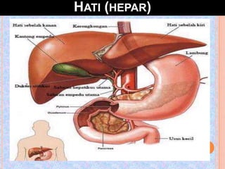 HATI (HEPAR)
 