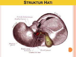 STRUKTUR HATI
 