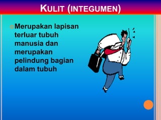 KULIT (INTEGUMEN)
Merupakan lapisan
terluar tubuh
manusia dan
merupakan
pelindung bagian
dalam tubuh
 