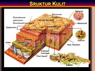 SRUKTUR KULIT
Hipodermis
Korneum
lusidum
Granulosum
spinosum
Germinativum/basal
 