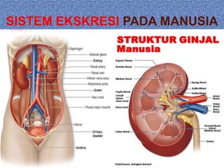 SISTEM EKSKRESI PADA MANUSIA
 