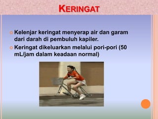 KERINGAT
 Kelenjar keringat menyerap air dan garam
dari darah di pembuluh kapiler.
 Keringat dikeluarkan melalui pori-pori (50
mL/jam dalam keadaan normal)
 