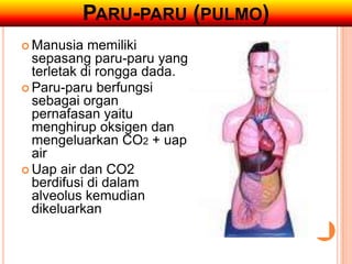 PARU-PARU (PULMO)
 Manusia memiliki
sepasang paru-paru yang
terletak di rongga dada.
 Paru-paru berfungsi
sebagai organ
pernafasan yaitu
menghirup oksigen dan
mengeluarkan CO2 + uap
air
 Uap air dan CO2
berdifusi di dalam
alveolus kemudian
dikeluarkan
 