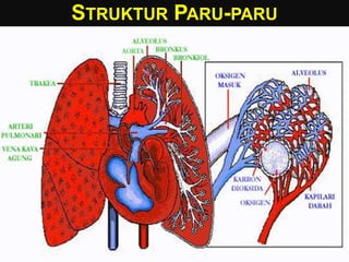 STRUKTUR PARU-PARU
 