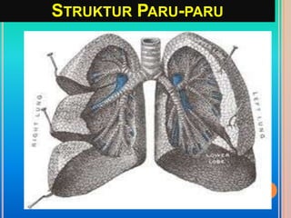 STRUKTUR PARU-PARU
 