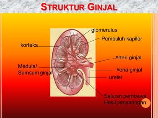 STRUKTUR GINJAL
korteks
Medula/
Sumsum ginjal
glomerulus
Pembuluh kapiler
Arteri ginjal
Vena ginjal
ureter
Saluran pembawa
Hasil penyaringan
 