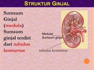 STRUKTUR GINJAL
Medula/
Sumsum ginjal
Sumsum
Ginjal
(medula)
Sumsum
ginjal terdiri
dari tubulus
konturtus tubulus konturtus
 