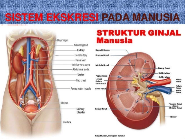 Hasil gambar untuk sistem ekskresi