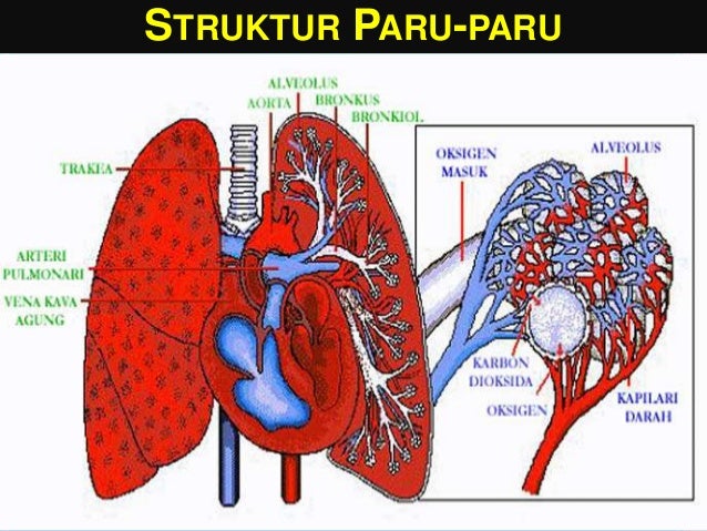 Sistem Ekskresi Pada Manusia 15848013