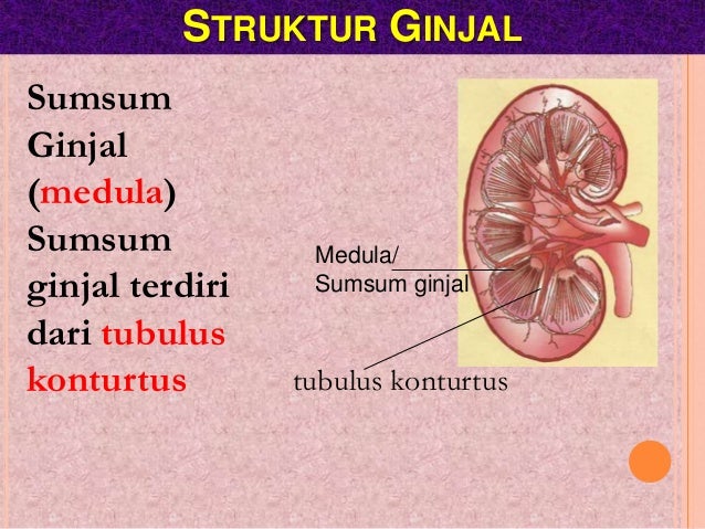 Sistem Ekskresi Pada Manusia