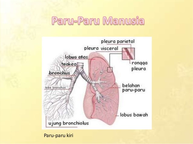 gambar sistem ekskresi paru-paru