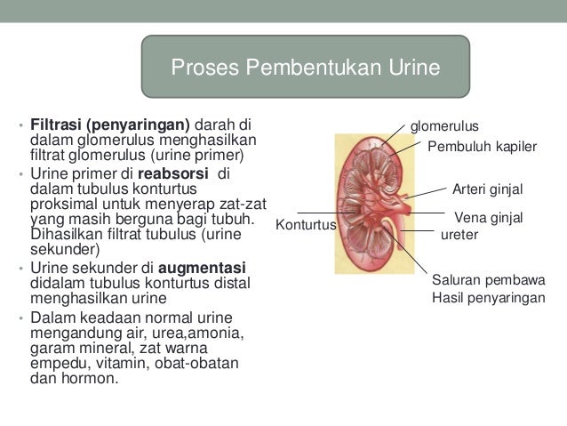 Berupa Apa Hasil Penyaringan Darah Oleh Ginjal Enak Berupa Apa Hasil Penyaringan Darah Oleh Ginjal Enak