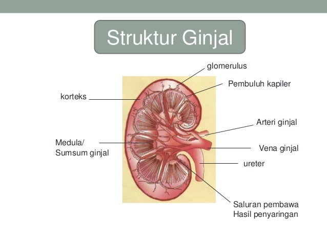 Download 8100 Koleksi Gambar Ginjal Ureter Paling Baru HD