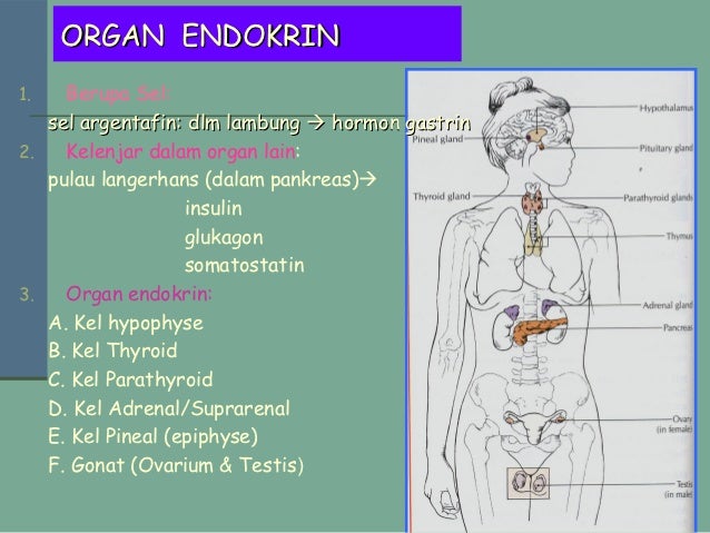 Sistem endokrin