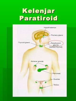 Kelenjar
Paratiroid
 