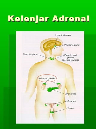 Kelenjar Adrenal
 