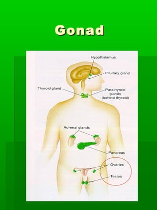 Gonad
 