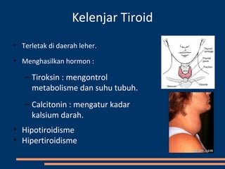 Kelenjar Tiroid
• Terletak di daerah leher.
• Menghasilkan hormon :
– Tiroksin : mengontrol
metabolisme dan suhu tubuh.
– Calcitonin : mengatur kadar
kalsium darah.
• Hipotiroidisme
• Hipertiroidisme
 