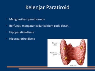 Kelenjar Paratiroid
• Menghasilkan parathormon
• Berfungsi mengatur kadar kalsium pada darah.
• Hipoparatiroidisme
• Hiperparatiroidisme
 