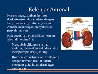 Kelenjar Adrenal

Korteks menghasilkan hormon
deoksikortison dan kortison dengan
fungsi mempengaruhi penyerapan.
Apabila kekurangan menyebabkan
penyakit adison.

Pada medulla menghasilkan hormon
adrenalin (epinefrin)

Mengubah glikogen menjadi
glukosa, menaikkan gula darah dan
mempercepat kerja jantung.

Hormon adrenalin bekerja antagonis
dengan hormon insulin dalam
mengatur gula dalam darah agar
tetap normal.
 