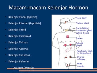 Macam-macam Kelenjar Hormon
• Kelenjar Pineal (epifisis)
• Kelenjar Pituitari (hipofisis)
• Kelenjar Tiroid
• Kelenjar Paratiroid
• Kelenjar Thimus
• Kelenjar Adrenal
• Kelenjar Pankreas
• Kelenjar Kelamin:
– Ovarium (wanita)
 
