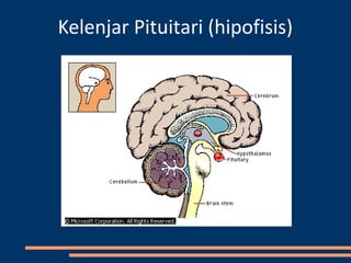 Kelenjar Pituitari (hipofisis)
 