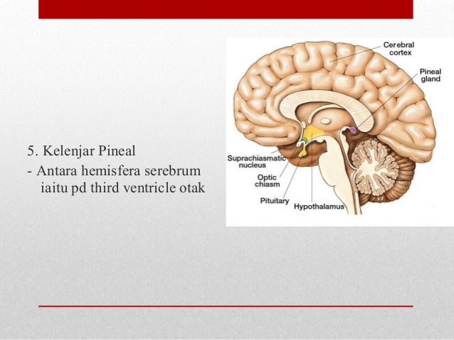 Sistem endokrin