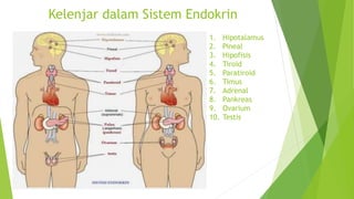 Kelenjar dalam Sistem Endokrin
1. Hipotalamus
2. Pineal
3. Hipofisis
4. Tiroid
5. Paratiroid
6. Timus
7. Adrenal
8. Pankreas
9. Ovarium
10. Testis
 