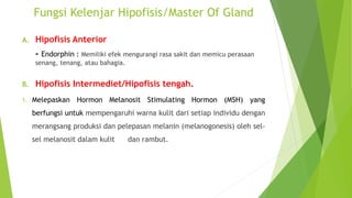 Fungsi Kelenjar Hipofisis/Master Of Gland
A. Hipofisis Anterior
- Endorphin : Memiliki efek mengurangi rasa sakit dan memicu perasaan
senang, tenang, atau bahagia.
B. Hipofisis Intermediet/Hipofisis tengah.
1. Melepaskan Hormon Melanosit Stimulating Hormon (MSH) yang
berfungsi untuk mempengaruhi warna kulit dari setiap individu dengan
merangsang produksi dan pelepasan melanin (melanogonesis) oleh sel-
sel melanosit dalam kulit dan rambut.
 