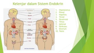 Organ kelenjar endokrin