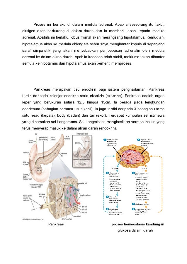 Sistem Endokrin Esei