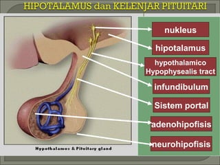 hipotalamus
hypothalamico
Hypophysealis tract
infundibulum
Sistem portal
adenohipofisis
neurohipofisis
nukleus
 