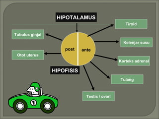 Testis / ovari
Tulang
Korteks adrenal
Kelenjar susu
Tiroid
Otot uterus
Tubulus ginjal
HIPOTALAMUS
antepost
HIPOFISIS
 